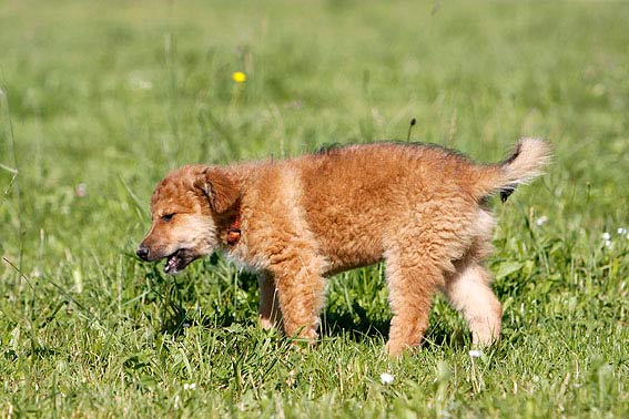 Giftige Pflanzen für Hunde - Gefahr in Haus & Garten