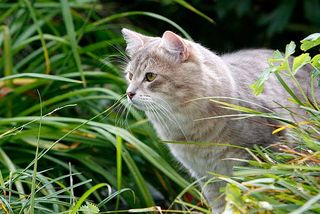 Wenn sie darf, ist die Sibirische Katze eine gute Jägerin