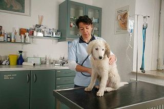 Vergessen Sie nicht die regelmäßigen Besuche beim Tierarzt