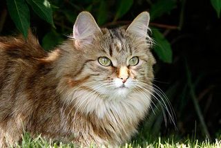 Die Sibirische Katze ist erst mit 3 Jahren voll ausgewachsen