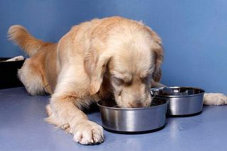 Manchmal benötigen Hunde Nahrungsergänzungsmittel