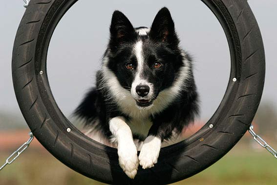 → Wenn möglich, können wir gerne auf einem Hundeplatz fotografieren Wenn möglich, können wir gerne auf einem Hundeplatz fotografieren