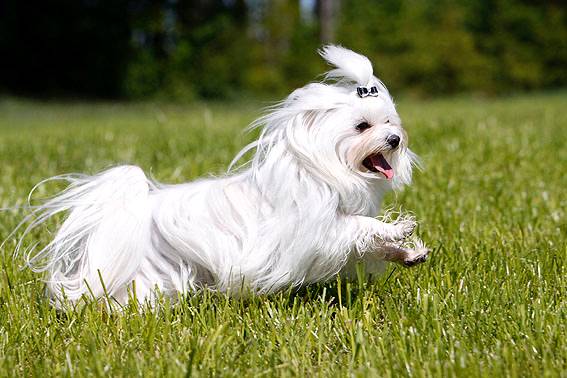 → Eine Wiese genügt – und schon kann das Fotoshooting mit Hund losgehen Eine Wiese genügt – und schon kann das Fotoshooting mit Hund losgehen