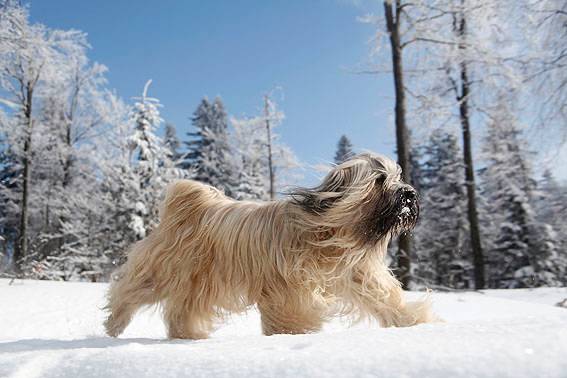 → Hundefotoshootings sind das ganze Jahr über möglich Hundefotoshootings sind das ganze Jahr über möglich