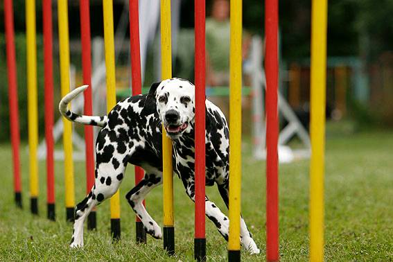 → Fotoshooting mit Hund beim Agility Fotoshooting mit Hund beim Agility