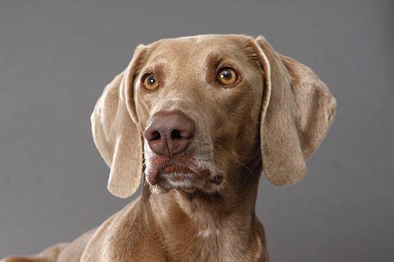 → Zumeist mache ich Outdoor-Fotoshootings, aber mit meiner mobilen Blitzanlage sind auch Indoor-Fotoshootings mit Hund möglich → Zumeist mache ich Outdoor-Fotoshootings, aber mit meiner mobilen Blitzanlage sind auch Indoor-Fotoshootings mit Hund möglich