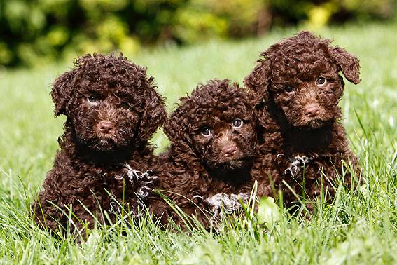 → Was gibt es süßeres, als Hundeweltpen... ;-) Was gibt es süßeres, als Hundeweltpen... ;-)