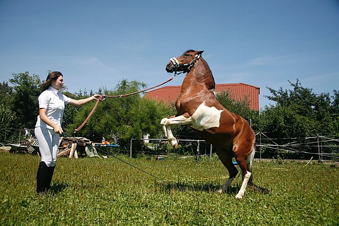 Tier-Fotoshooting mit Pferd