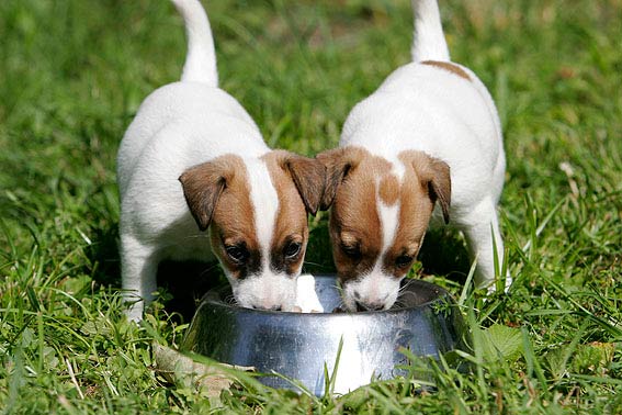 Nass oder Trockenfutter fr Hunde? | Die TIEREXPERTEN