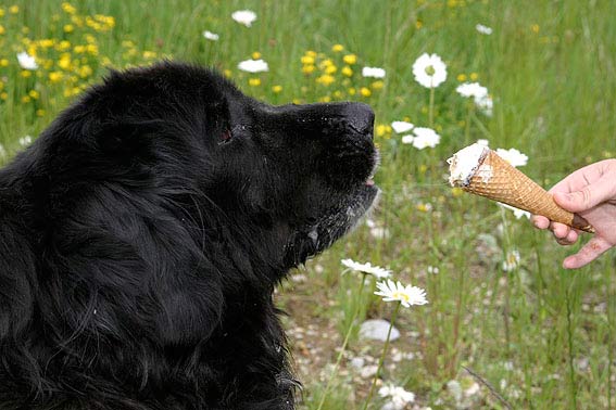 Was dürfen Hunde nicht essen? Achtung giftig! Die TIEREXPERTEN