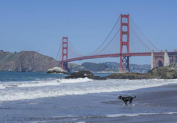Urlaub mit Hund in Amerika ist unbeschwerlich und schön