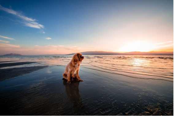Hunde dürfen überall ans Meer, im Sommer herrscht jedoch Leinenpflicht