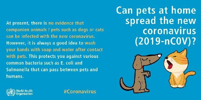 Coronavirus bei Hunden und Katzen