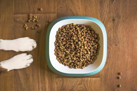 welpen hundefutter test Probe Welpenfutter mit Lamm main image 1