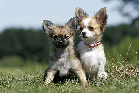 Chihuahua kaufen günstige welpen Welpen zu