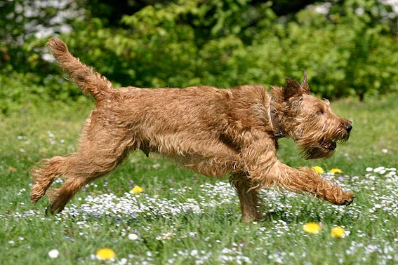 Sehr Grosse Hunderassen Mit Bild