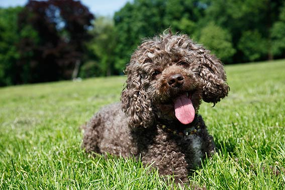 Australian Labradoodle sind freundlich und fröhlich