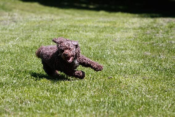 Der Australian Labradoodle kann sowohl ruhig als auch Vollgas