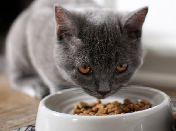 Katzen haben unterschiedliche Vorlieben beim Futter