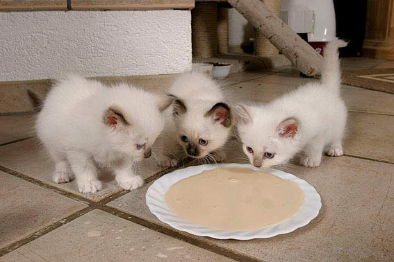 Katzen Kitten Wie Oft Füttern