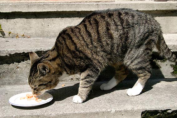 Alte katze wird immer dünner trotz fressen