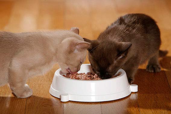 Katzen freuen sich über regelmäßige Futterrationen