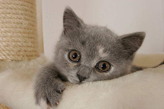 Britisch Kurzhaar Kitten Tipps Und Fotos Die Tierexperten