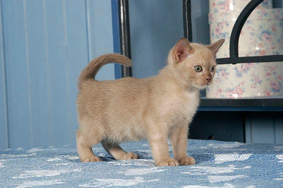 Burmesen haben einen kompakten, muskulösen Körper