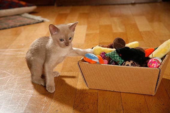 Die Kitten gelten als besonders verspielt