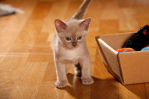 Bei der Burma sind 10 Farbvarianten anerkannt