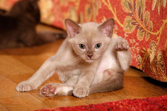 Ein cremefarbenes Burma-Kitten