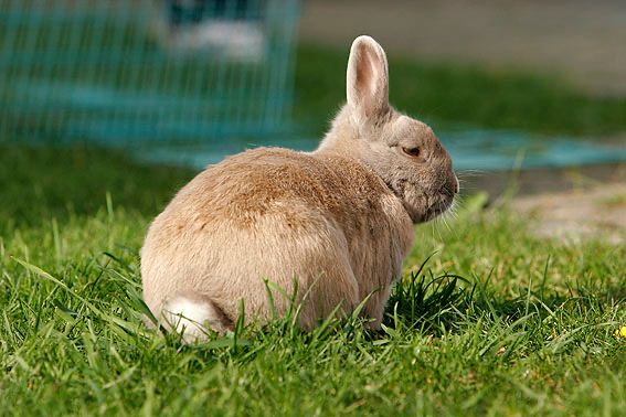 Apathisches Verhalten und Appetitlosigkeit sind gefährlich