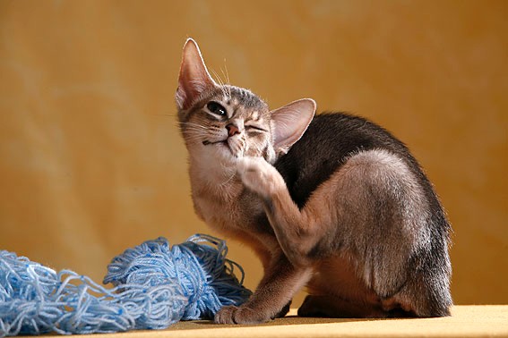 Hinter ständigem Kratzen könnte ein Flohbefall stecken