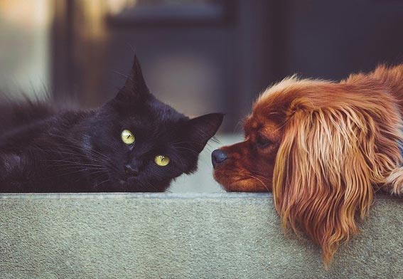 Tiere wünschen sich viel Zeit mit ihrem Halter