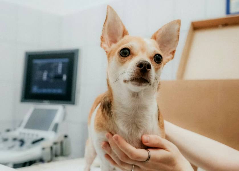 Tierhalter wünschen sich einen kompetenten, fürsorglichen Tierarzt