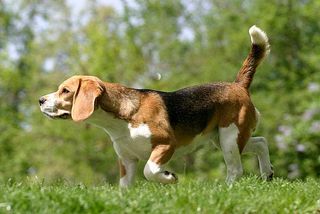 Platz 9: Beagle