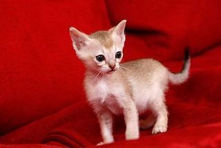 Singapura-Kitten wirken klein und zerbrechlich