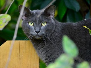 Korat
