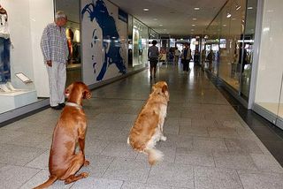 Hundetraining im Einkaufszentrum