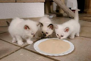 Diese jungen Kitten bekommen noch eine spezielle Katzenmilch