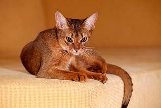 Mittelgroße Katzenrassen von A bis Z: Abessinier
