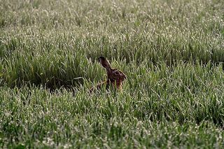 Häufig sind Feldhasen auf Ackerland zu entdecken
