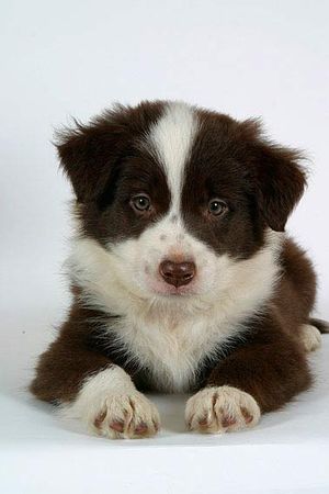 Border Collie Welpen - Viele Tipps und süße Bilder