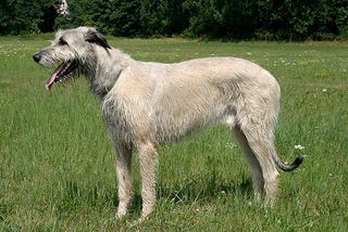Große Hunderassen: Irischer Wolfshund
