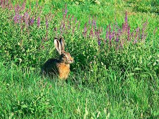 Unterschiede: Hasen haben längere Ohren als Kaninchen