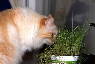 Giftige Pflanzen können dazu führen, dass eine Katze erbricht