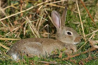 Wildkaninchen wirken gedrungener