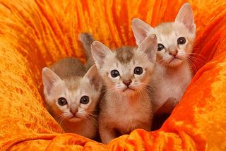 Drei süße Kitten
