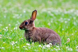 Kaninchen besitzen ein glatteres Fell