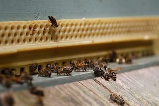 Einflugschneise zum Bienenstock